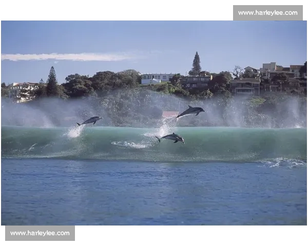 蔚蓝海洋中的竞技风云 探索比赛蔚的挑战与机遇